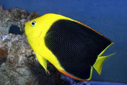 HOLOCANTHUS TRICOLOR